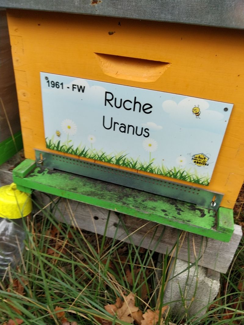 La ruche Uranus