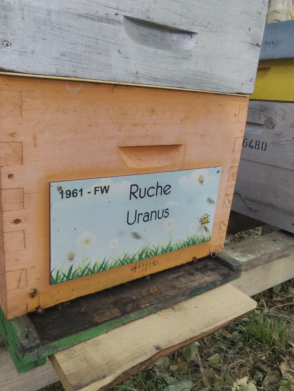 La ruche Uranus