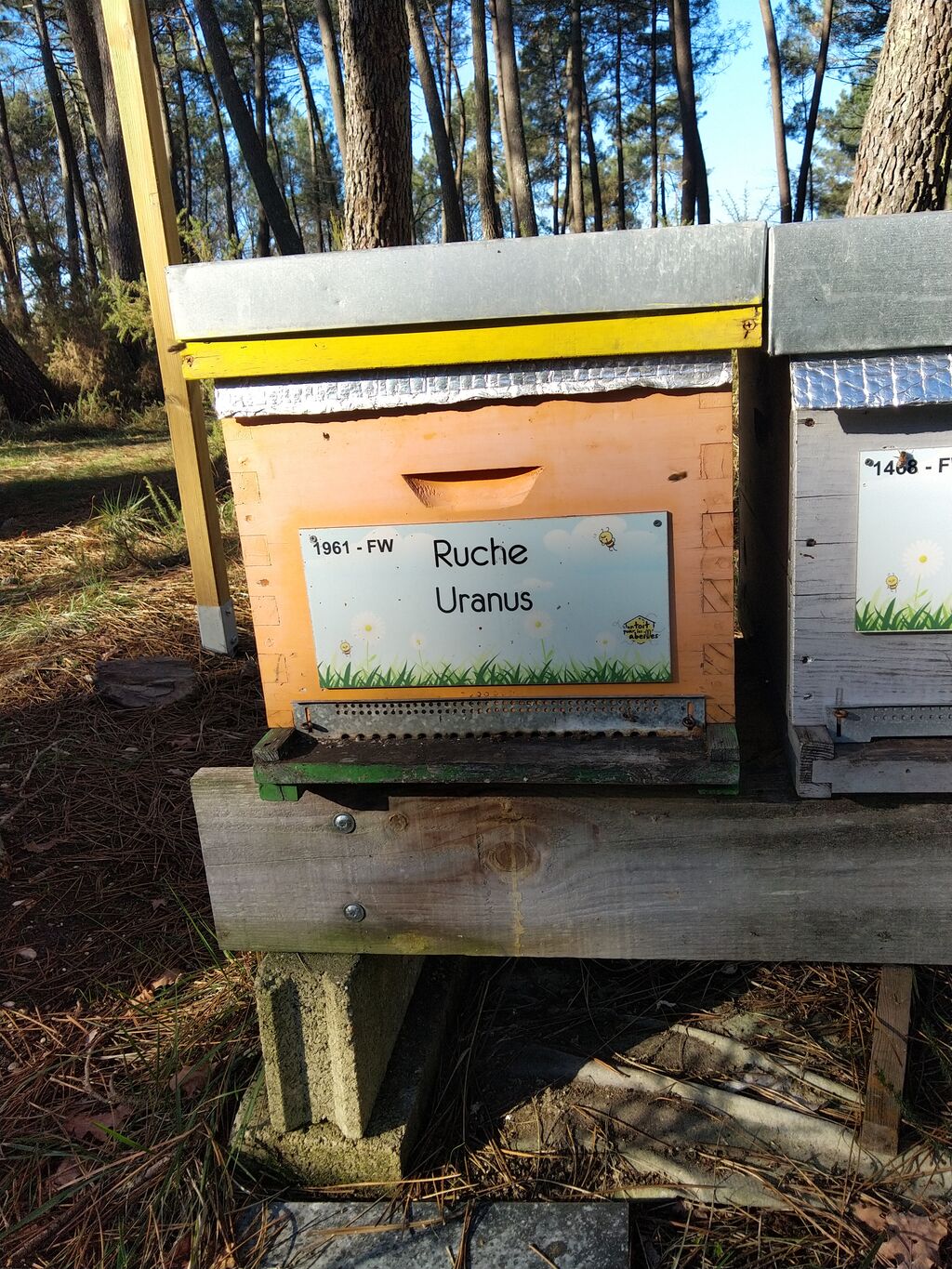 La ruche Uranus
