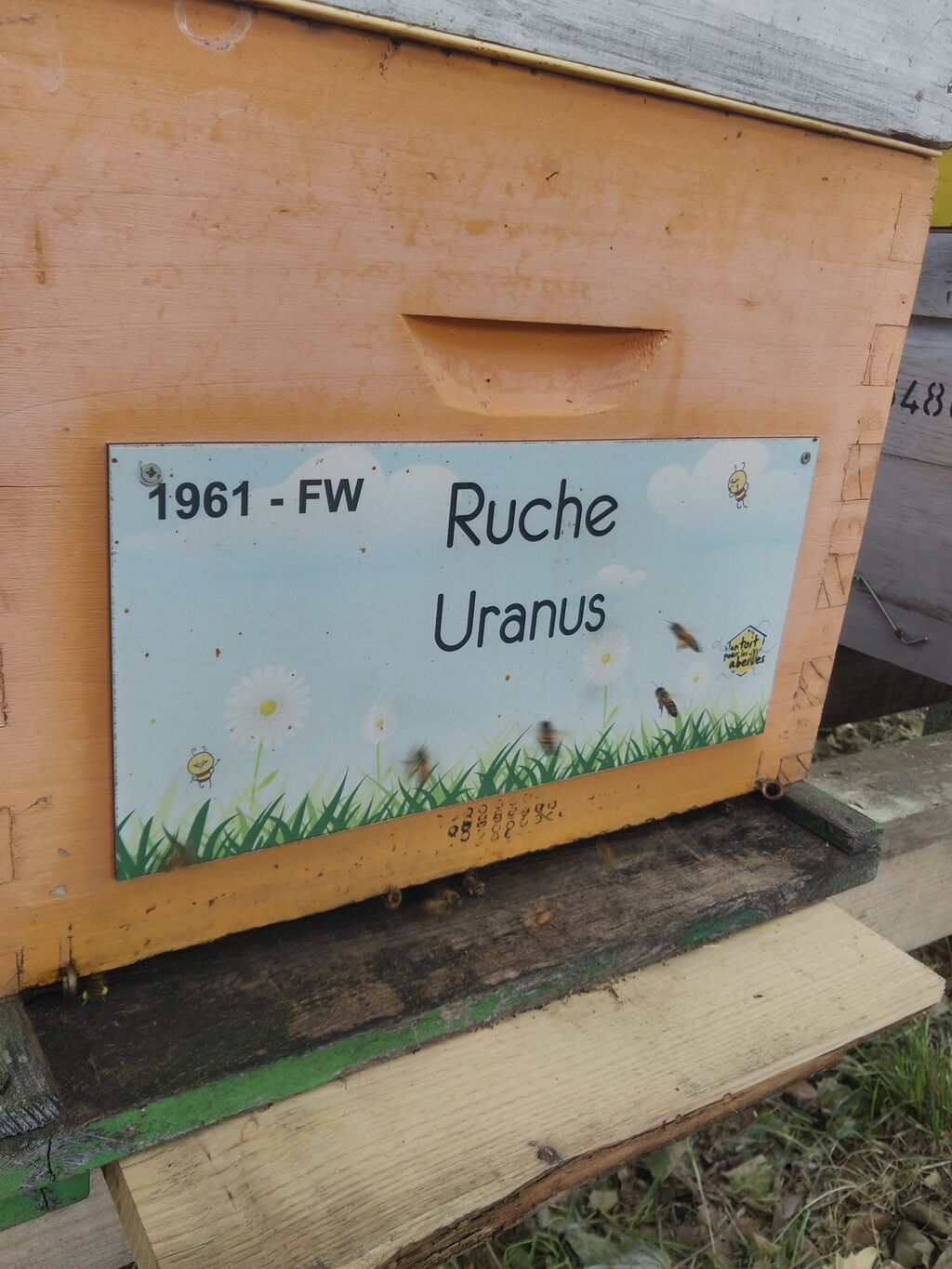 La ruche Uranus