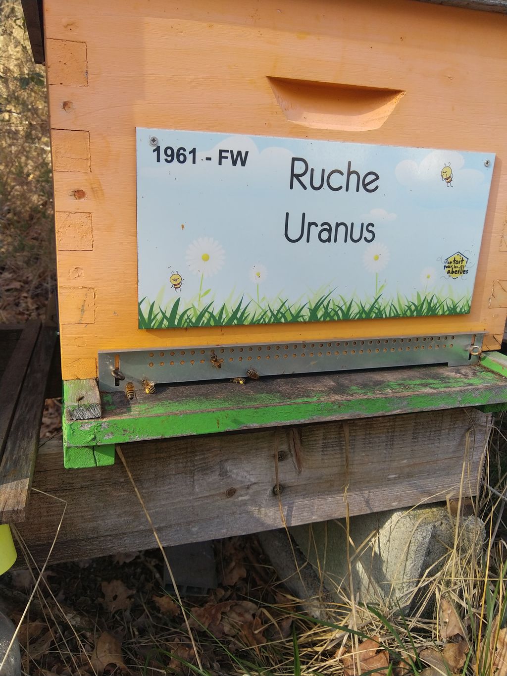 La ruche Uranus