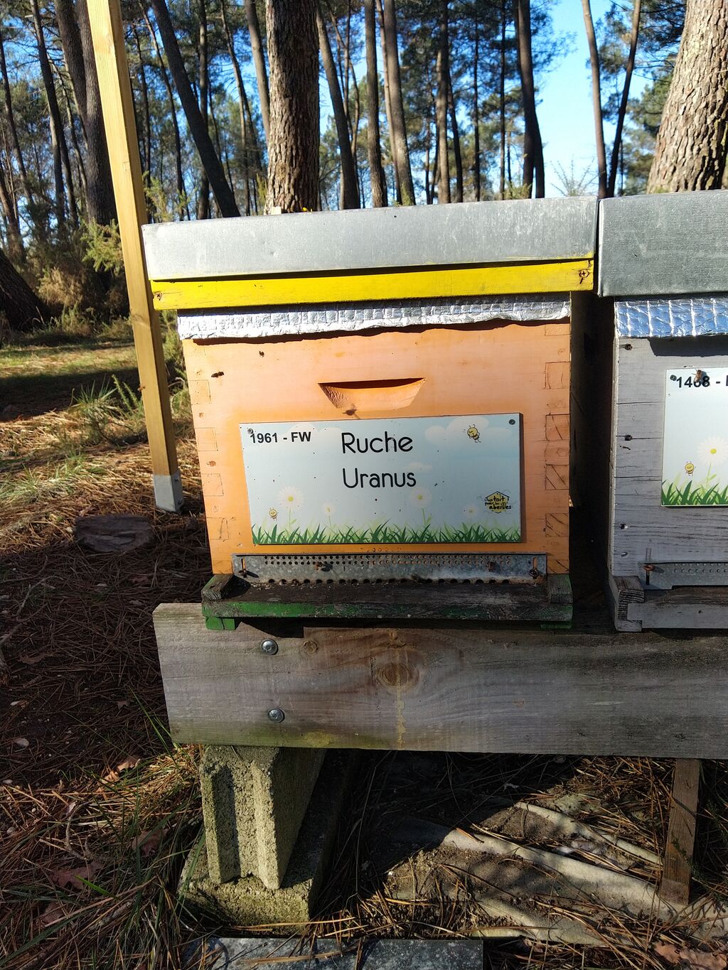 La ruche Uranus