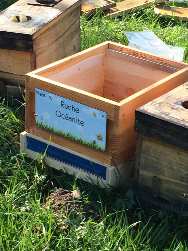 La ruche Océanite