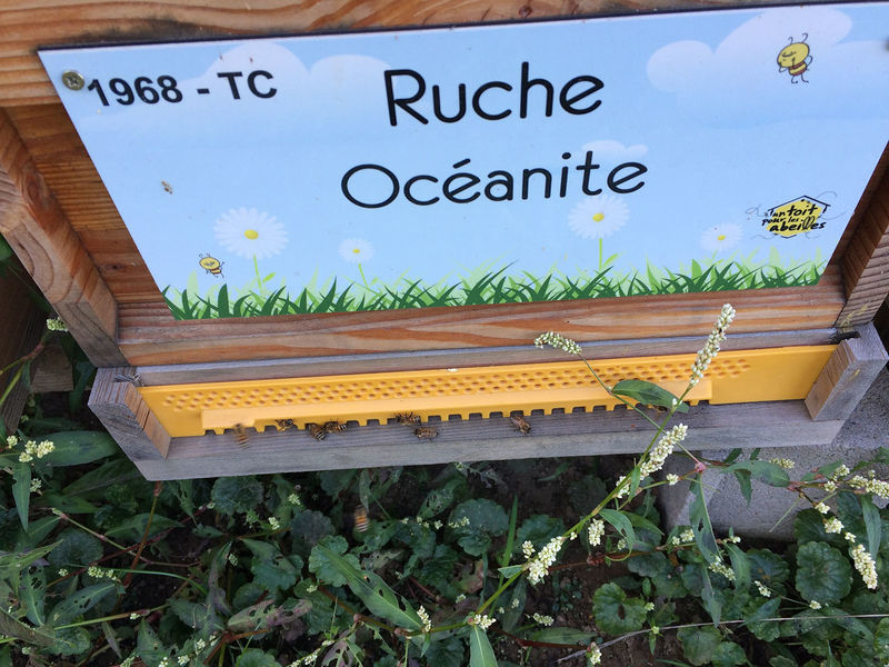La ruche Océanite