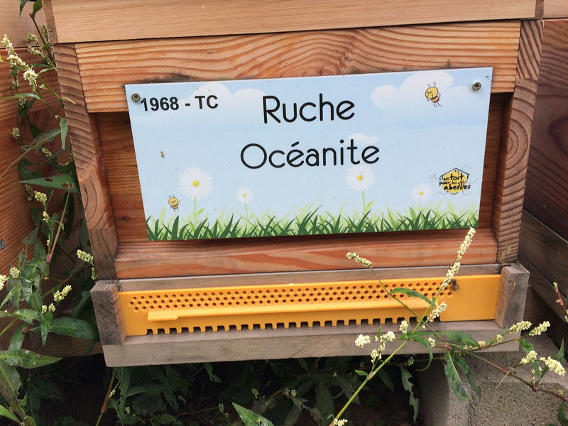La ruche Océanite