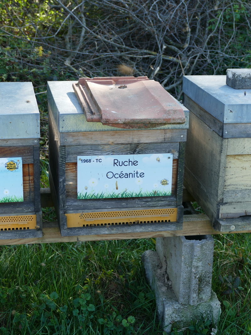 La ruche Océanite