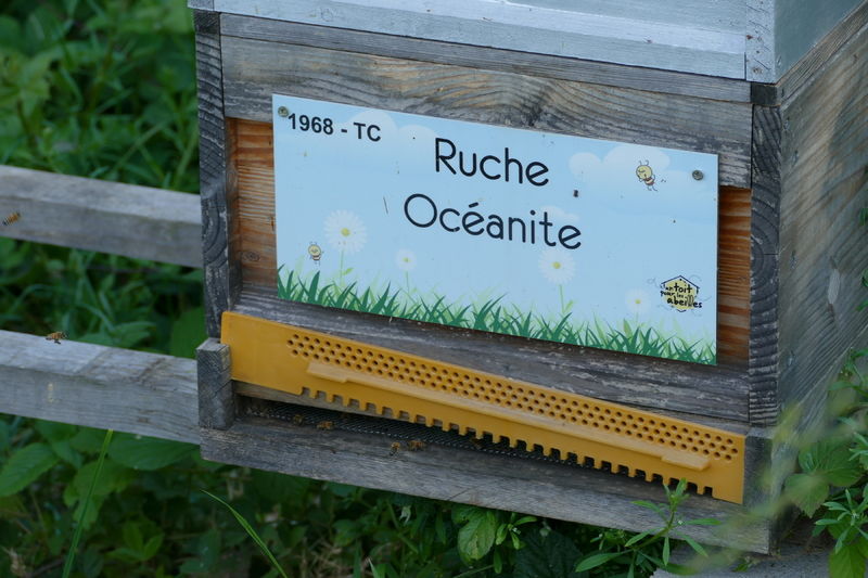 La ruche Océanite