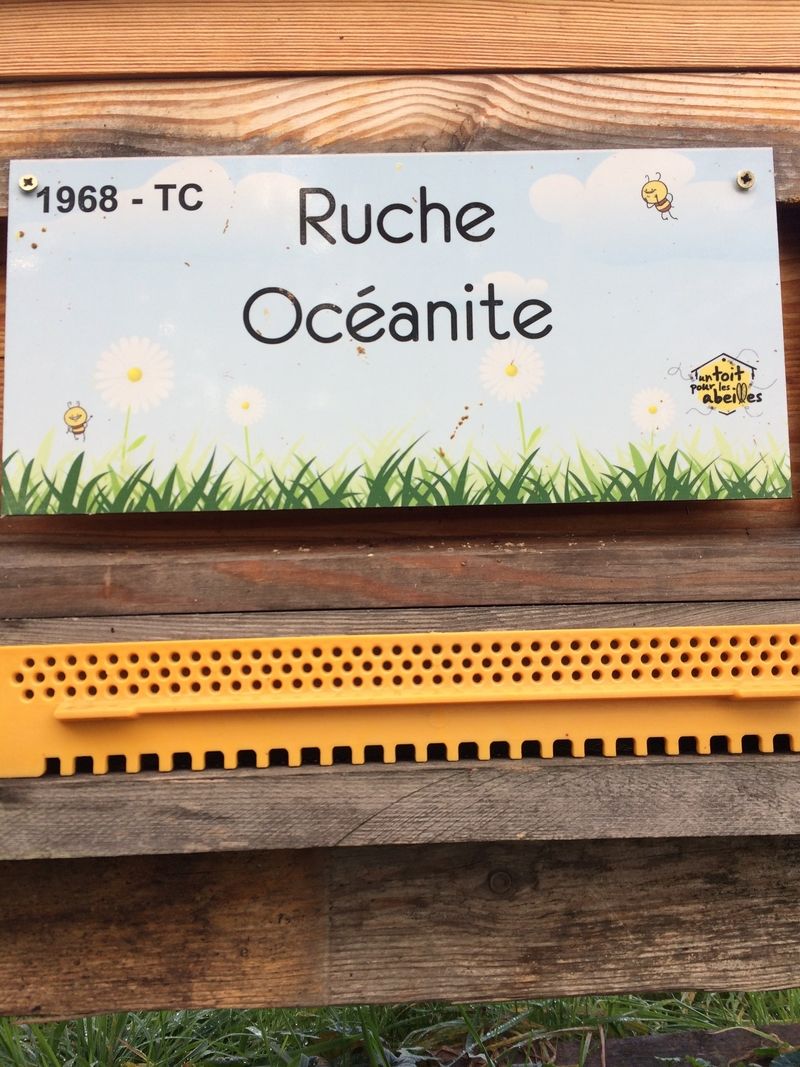 La ruche Océanite