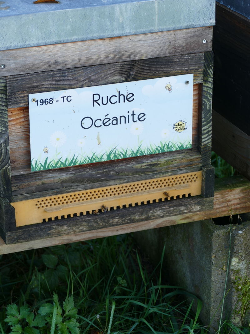 La ruche Océanite
