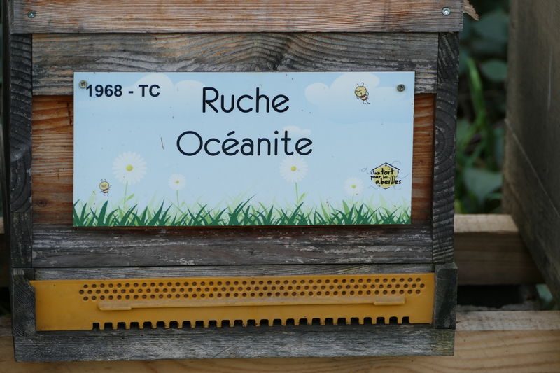 La ruche Océanite