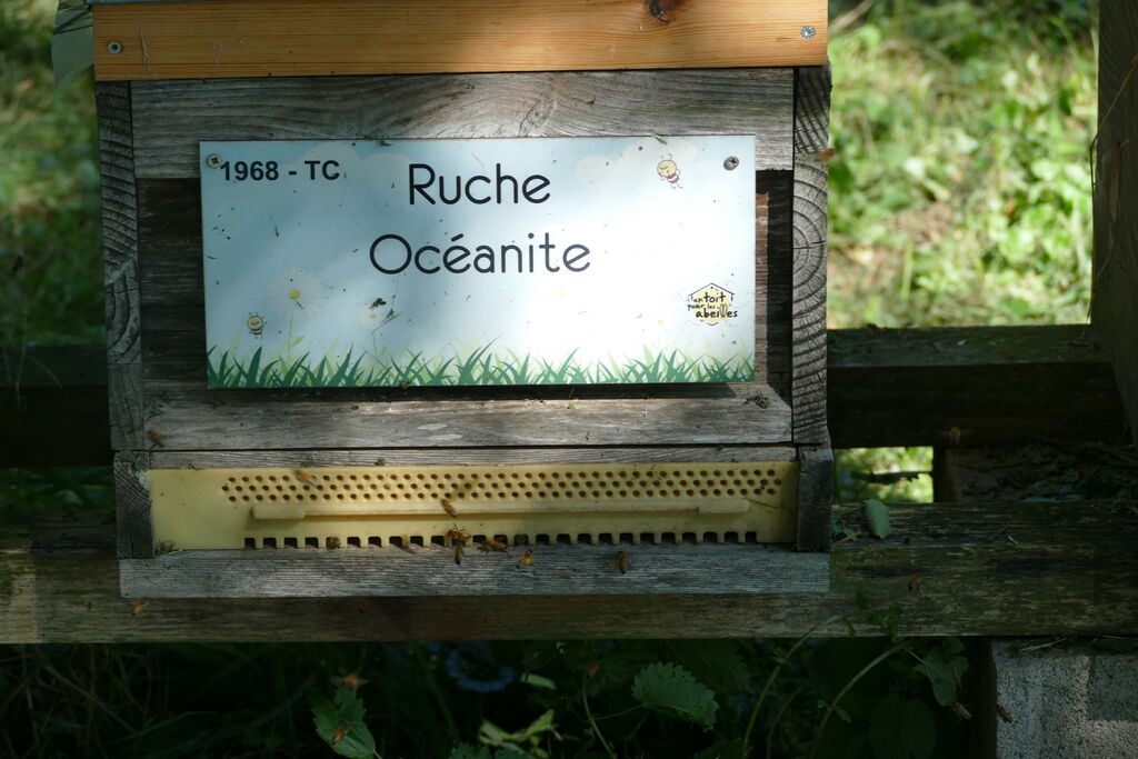 La ruche Océanite