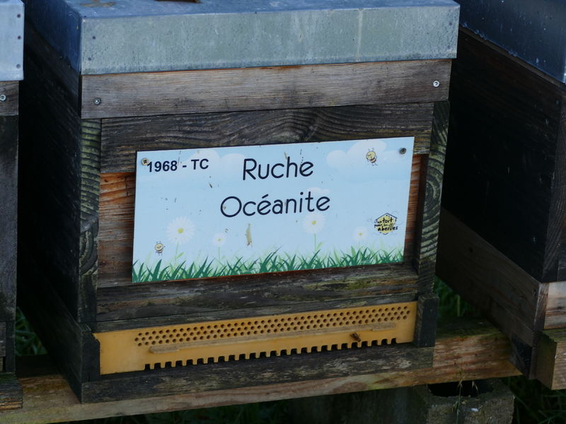 La ruche Océanite
