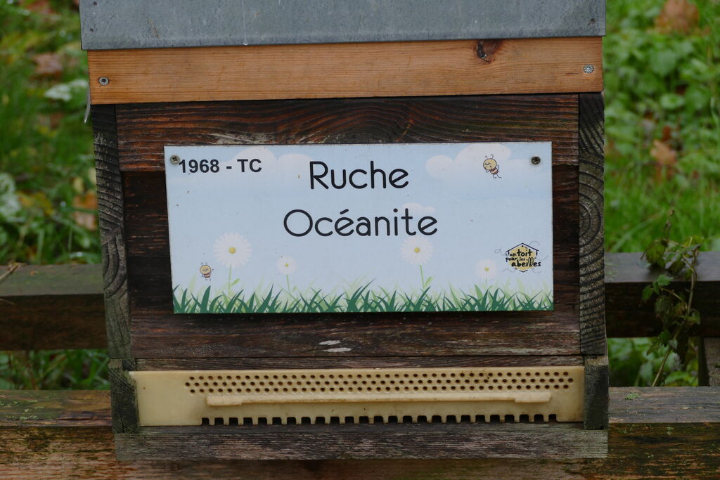 La ruche Océanite