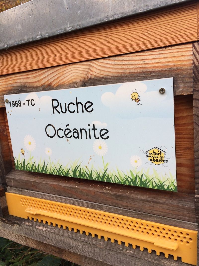La ruche Océanite