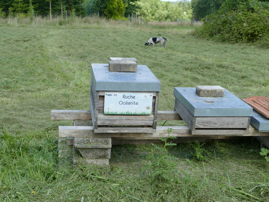 La ruche Océanite