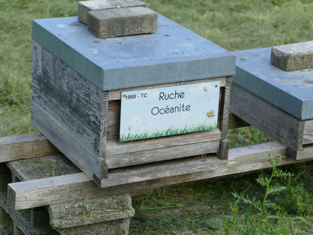 La ruche Océanite
