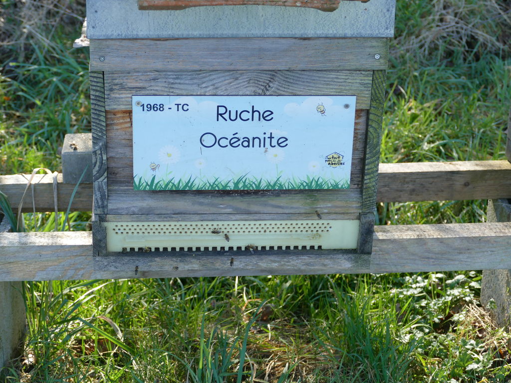 La ruche Océanite