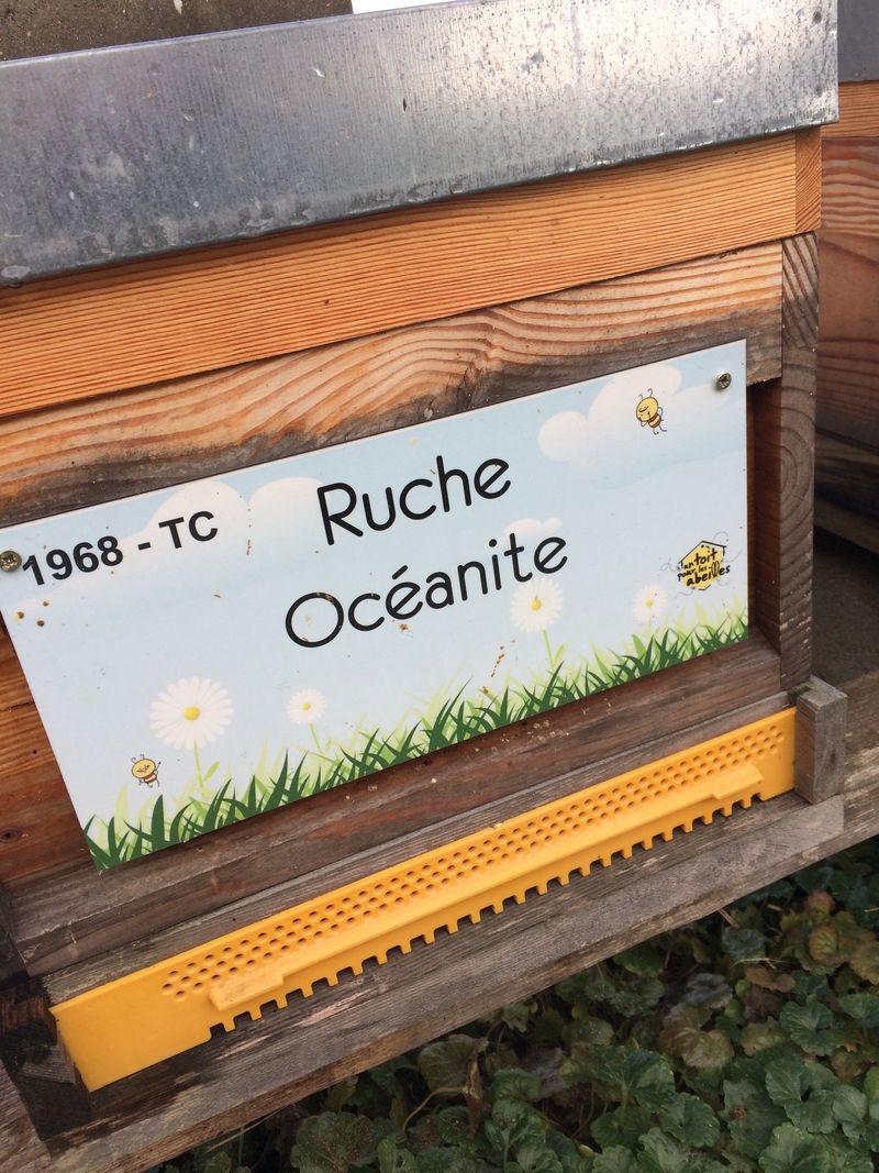 La ruche Océanite
