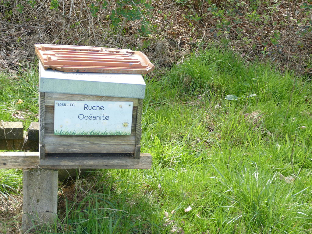 La ruche Océanite