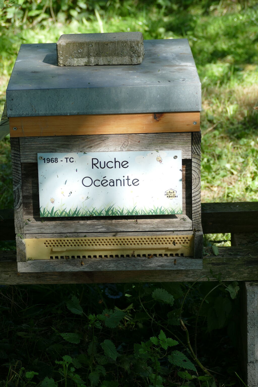 La ruche Océanite