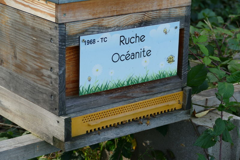 La ruche Océanite