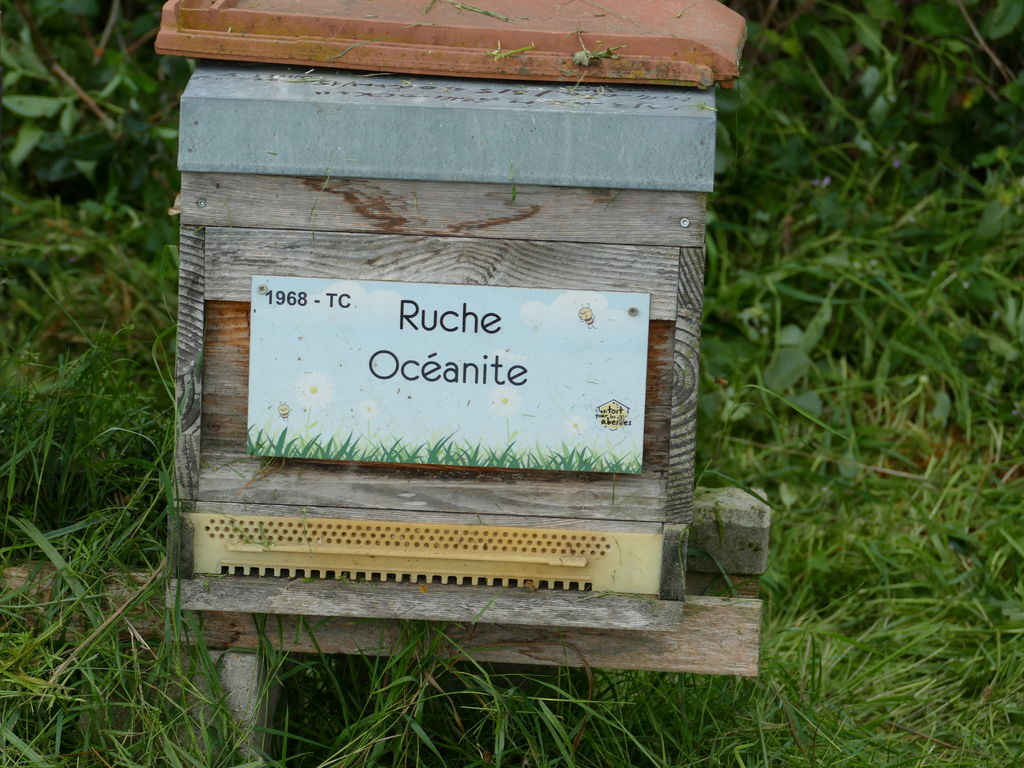 La ruche Océanite