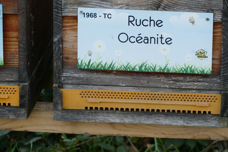 La ruche Océanite