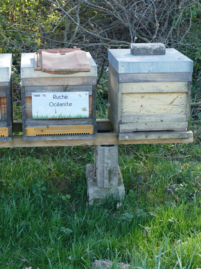 La ruche Océanite