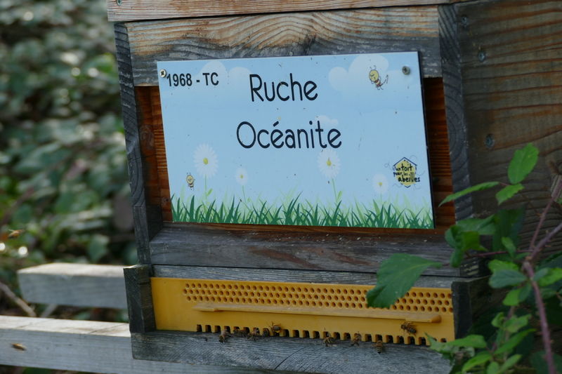 La ruche Océanite