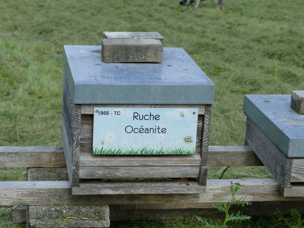La ruche Océanite