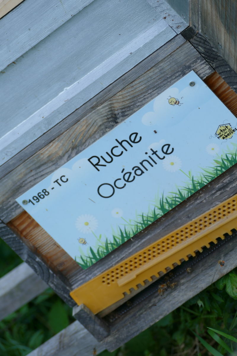 La ruche Océanite
