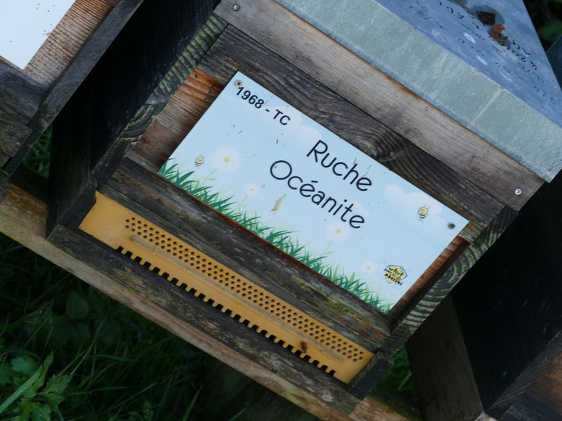 La ruche Océanite