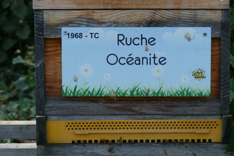 La ruche Océanite