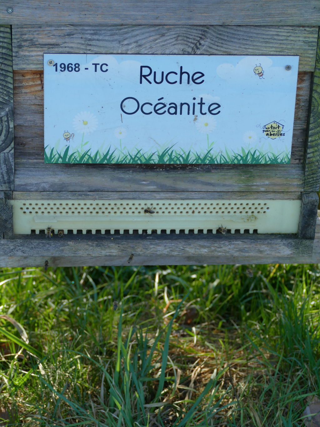 La ruche Océanite