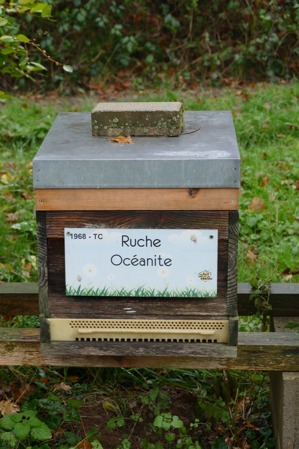 La ruche Océanite