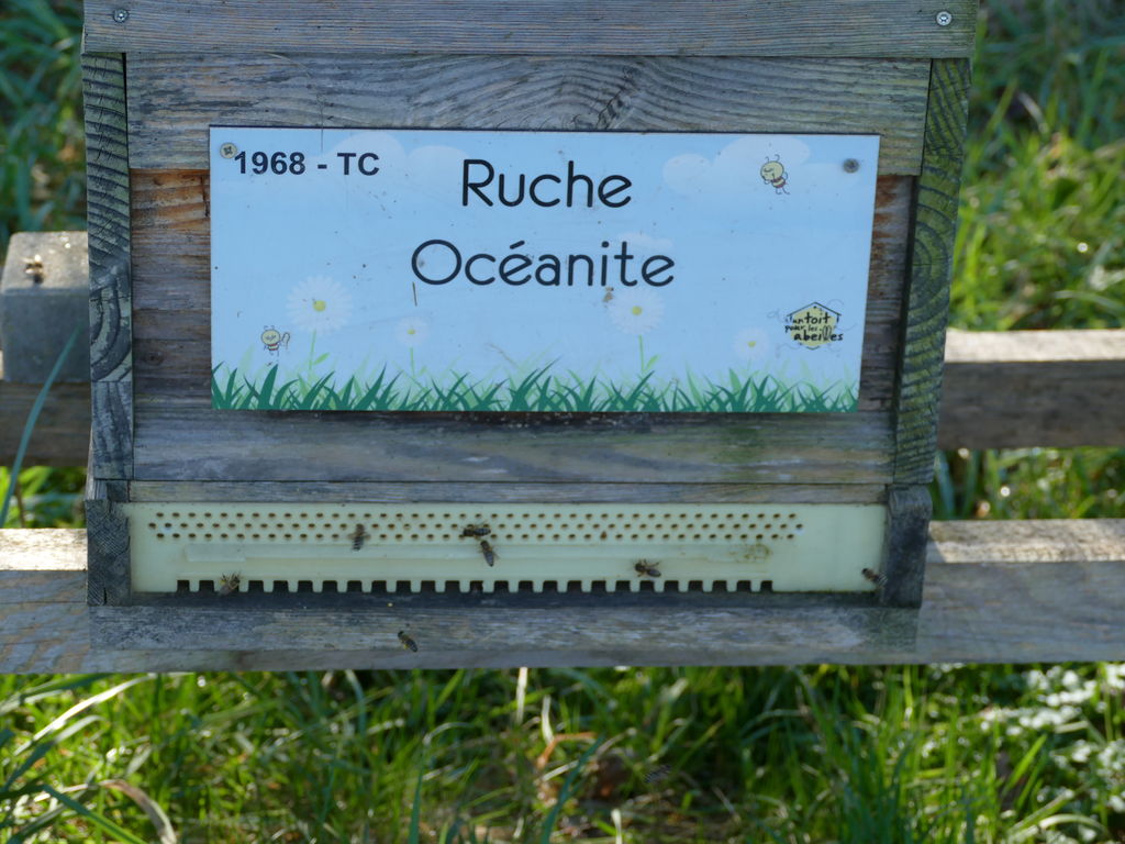 La ruche Océanite