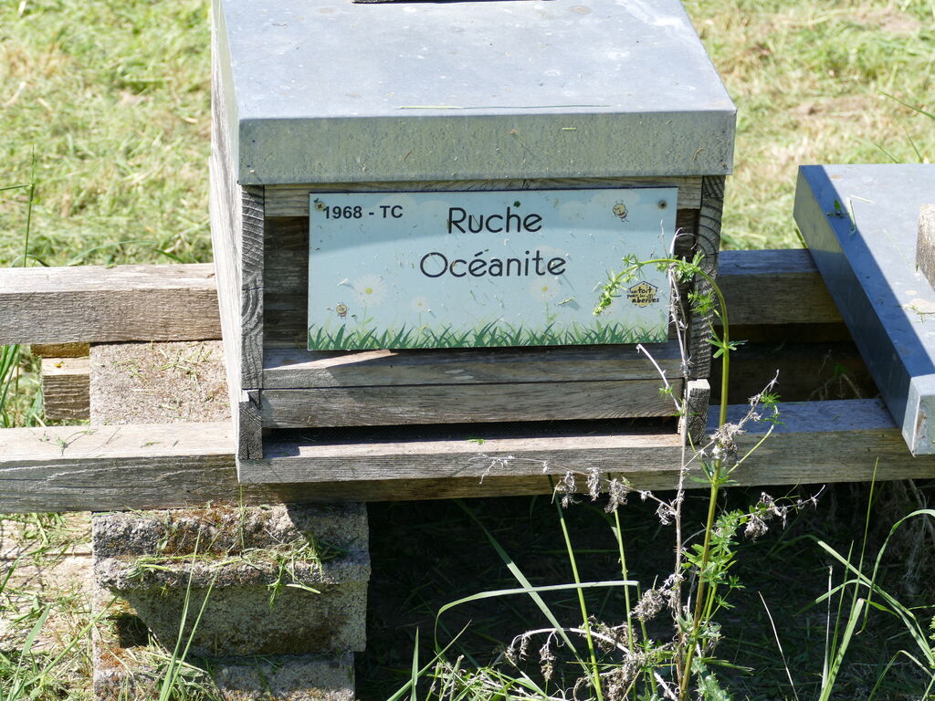 La ruche Océanite