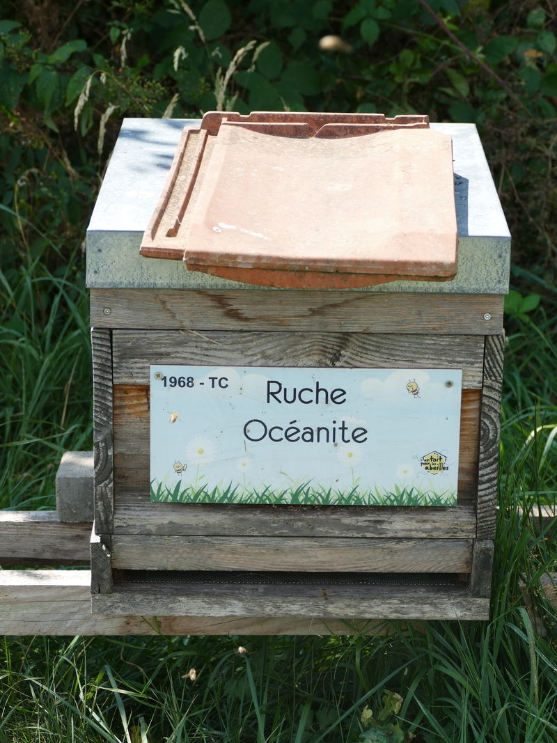 La ruche Océanite