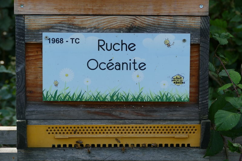 La ruche Océanite