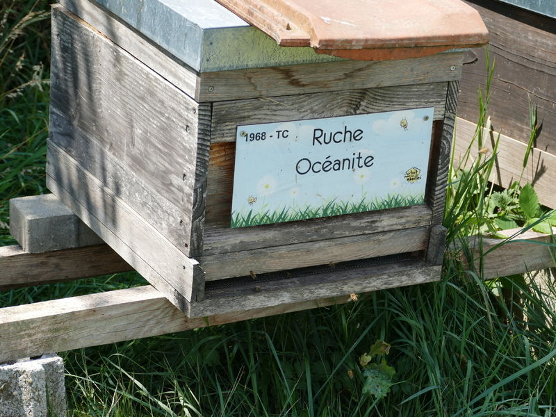 La ruche Océanite