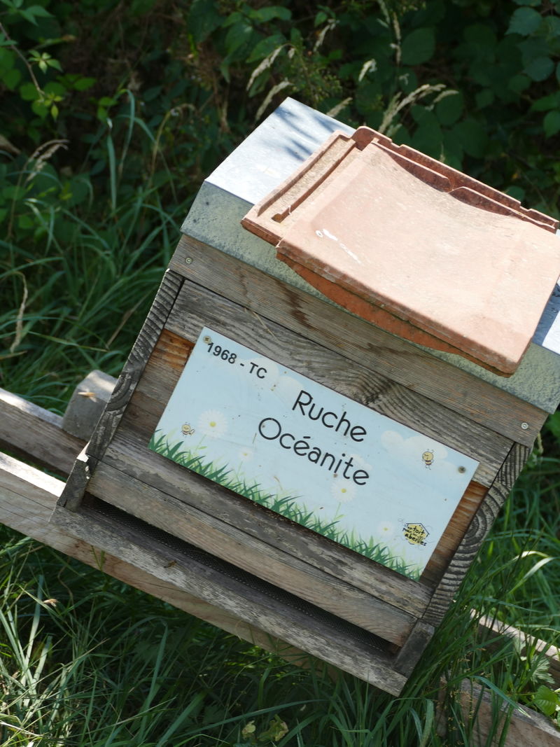 La ruche Océanite