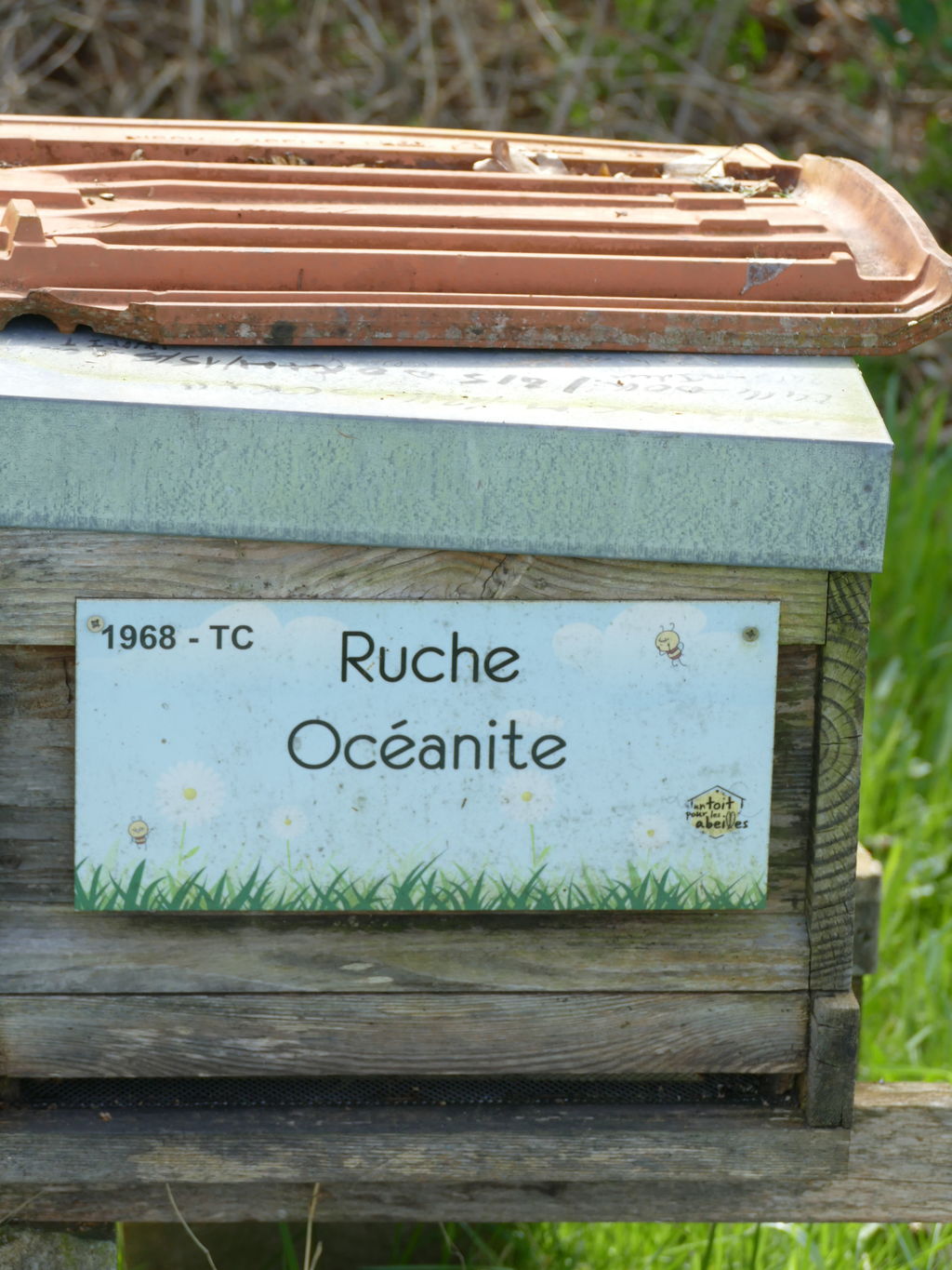 La ruche Océanite