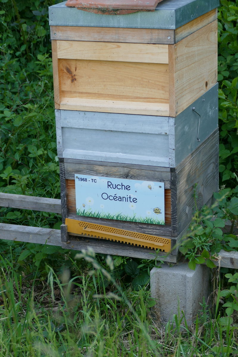 La ruche Océanite