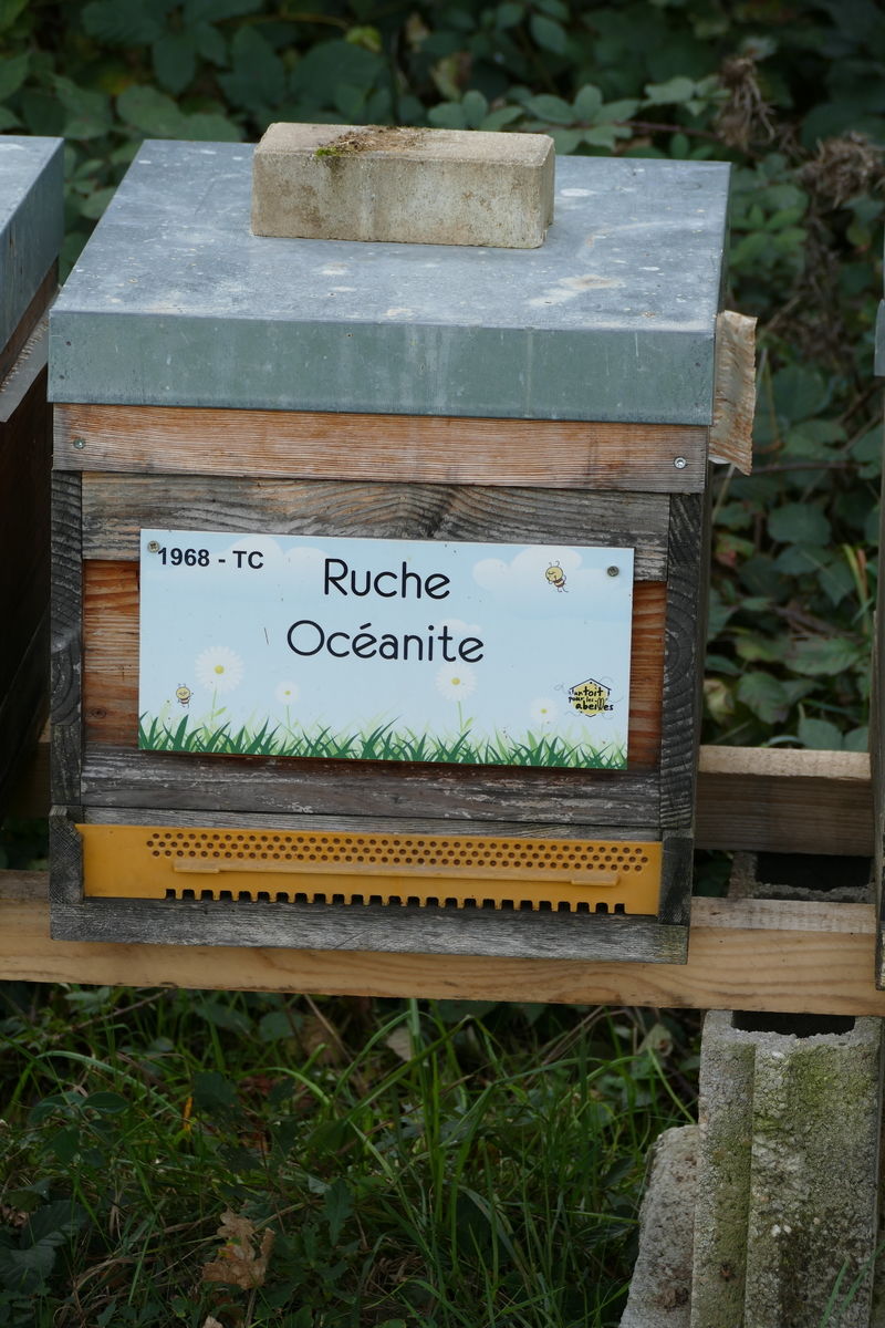 La ruche Océanite