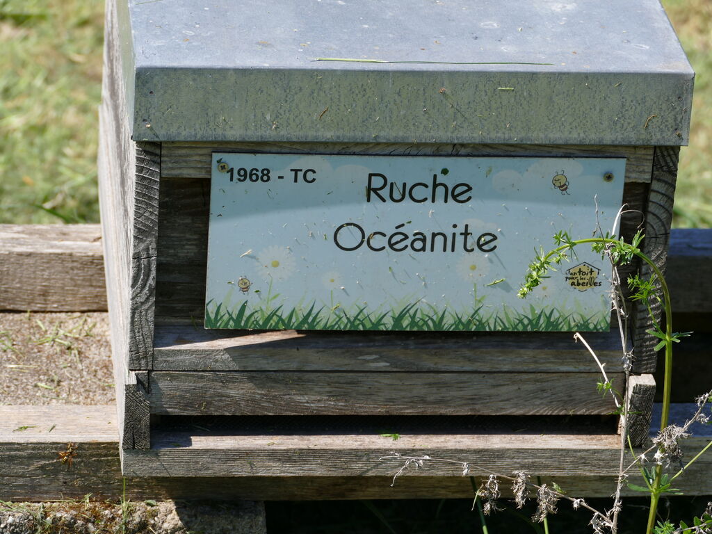 La ruche Océanite