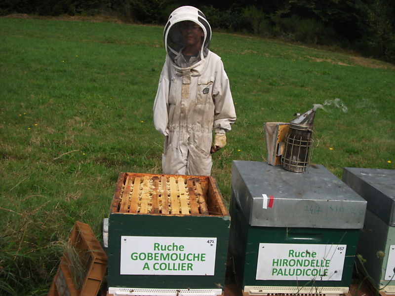 La ruche Gobemouche a collier
