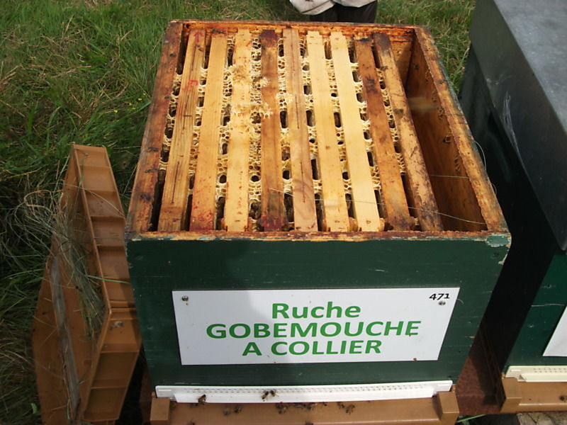 La ruche Gobemouche a collier