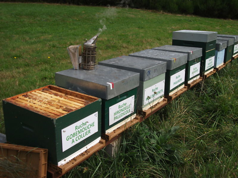 La ruche Gobemouche a collier