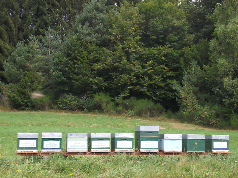 La ruche Gobemouche a collier