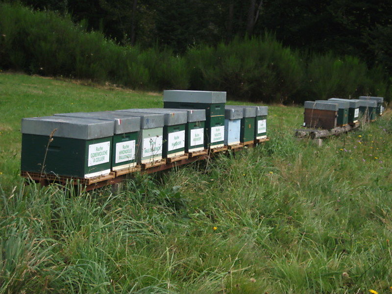 La ruche Gobemouche a collier